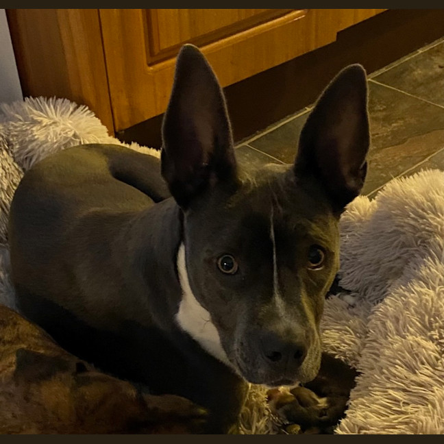 Photo of Luna