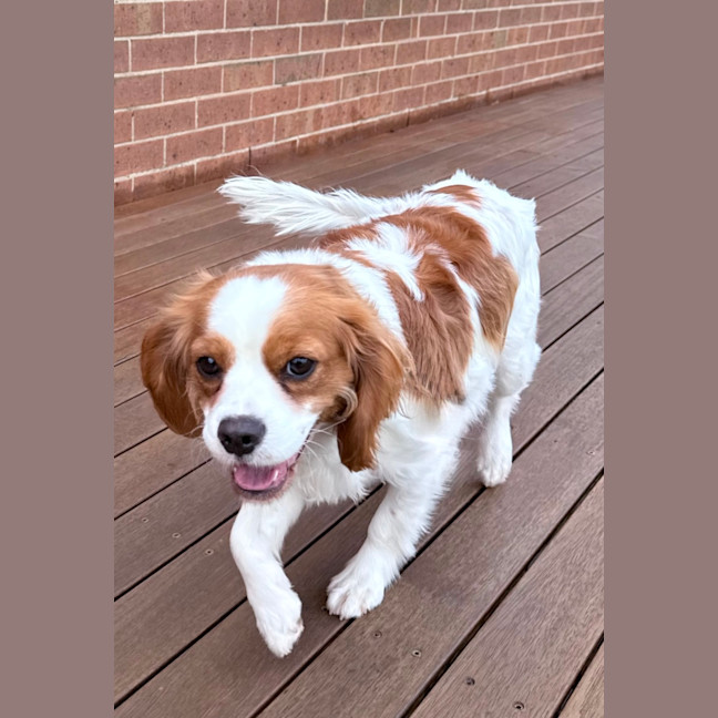 Photo of Timmy & Tessa