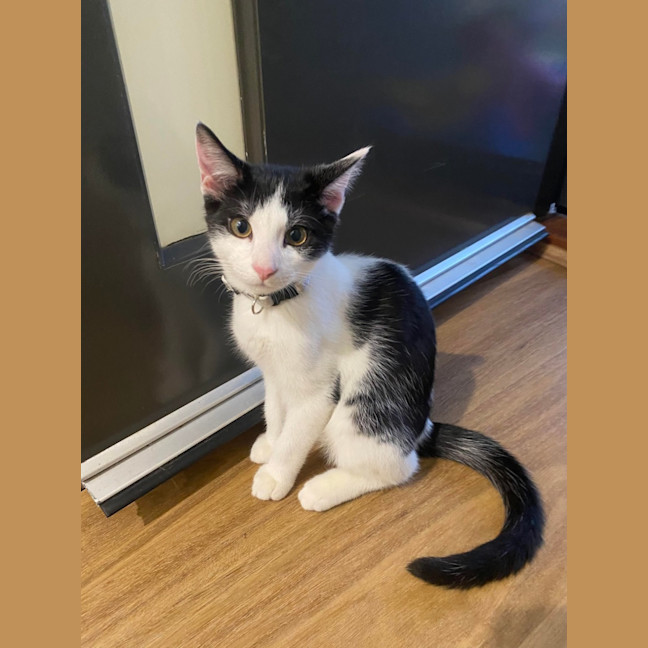 Photo of Rascal 