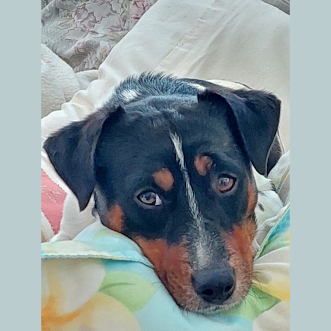 Photo of Gandhi   3 Year Old Jack Russell (Trial)