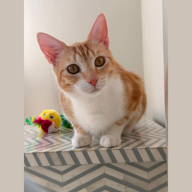 Photo of Mimosa
