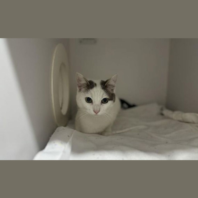 Photo of Petal
