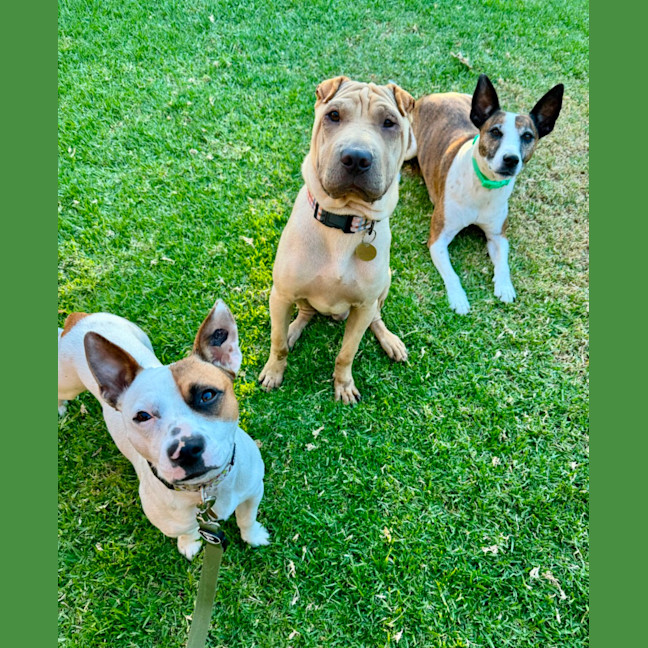 Photo of Choc Honeycomb 🍯 