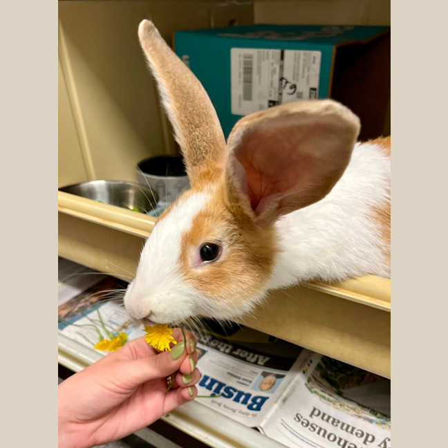 Photo of Bunny Parton & Bun Scott *From Pet Stock Milperra* 