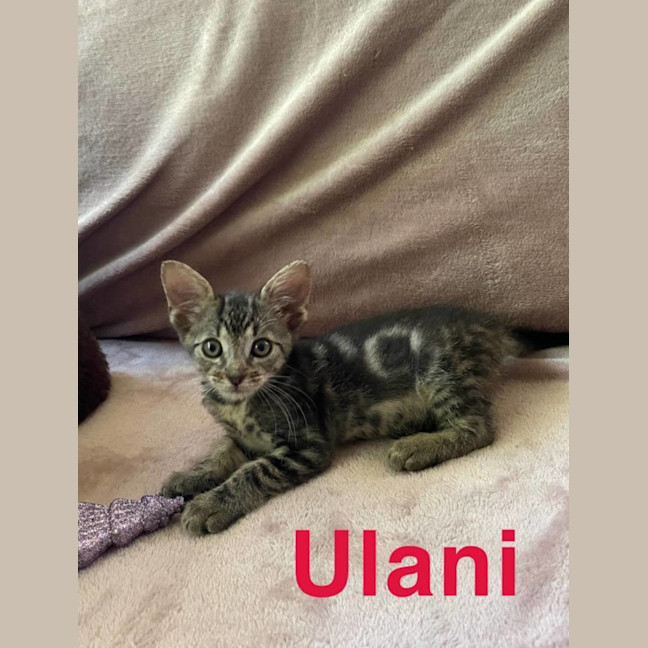 Photo of Ulani