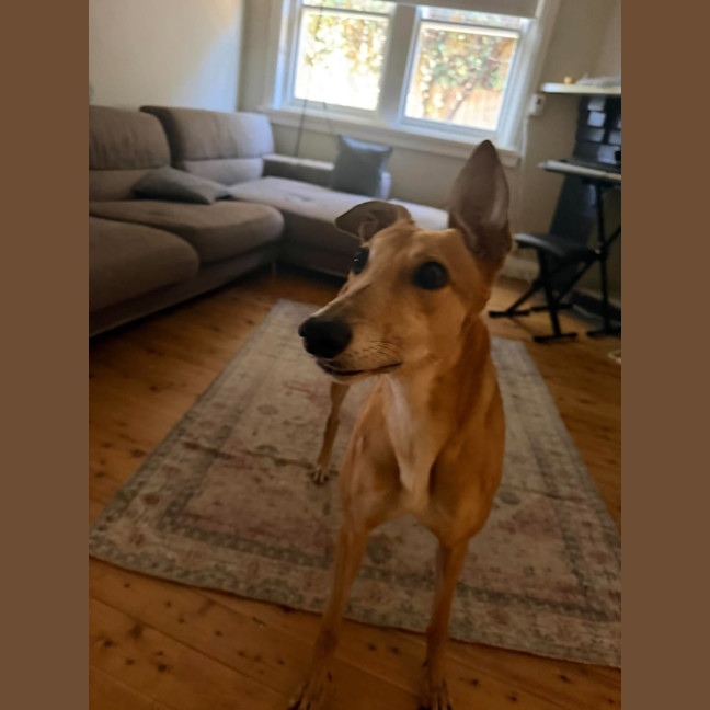 Photo of Willow, The Greyhound