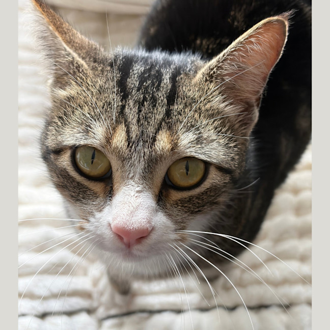 Photo of Stripes