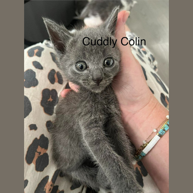 Photo of Colin