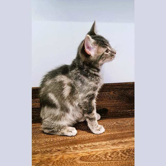 Photo of Mavis