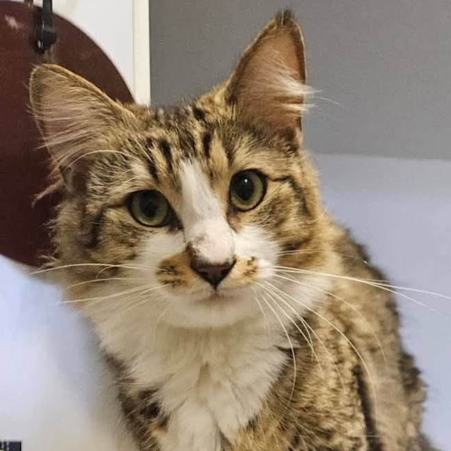 Photo of Purrlock Holmes