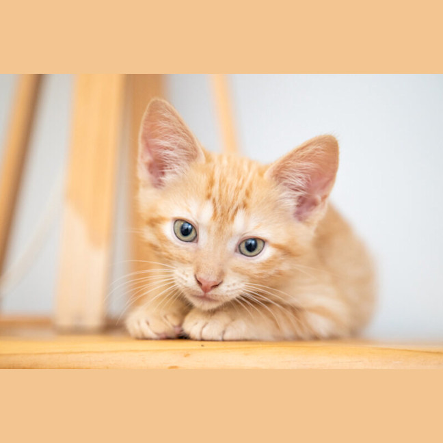 Photo of Wednesday