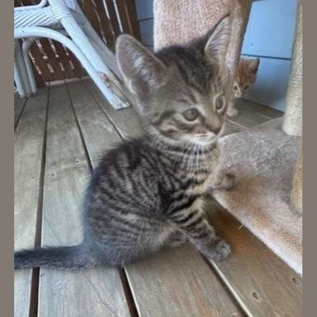 Photo of Ziggy