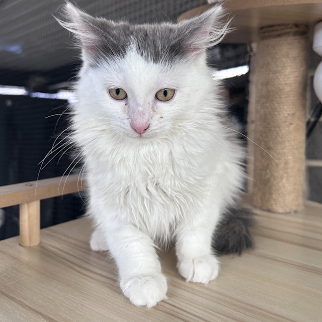 Photo of Nimbus