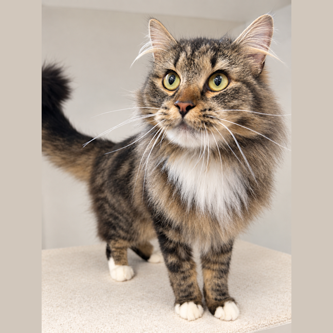 Photo of Nala