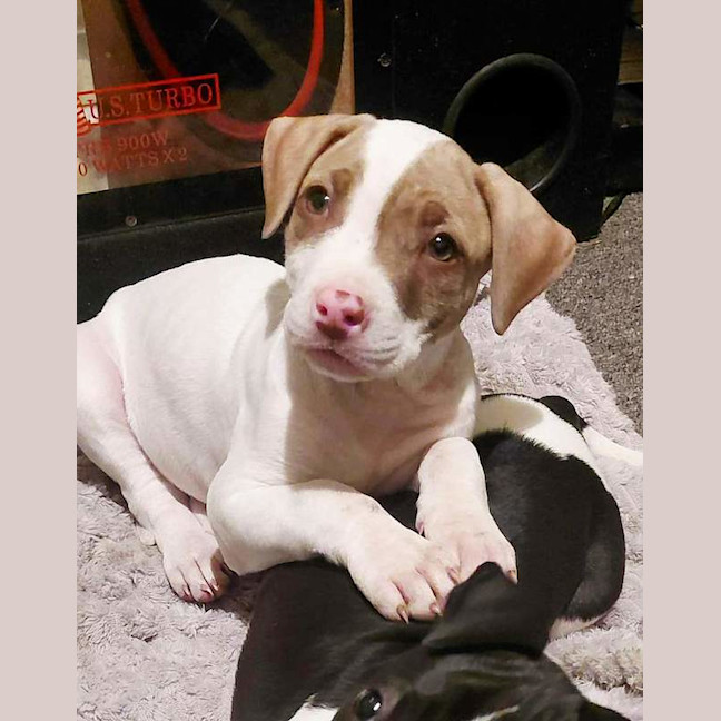Photo of Little Tee