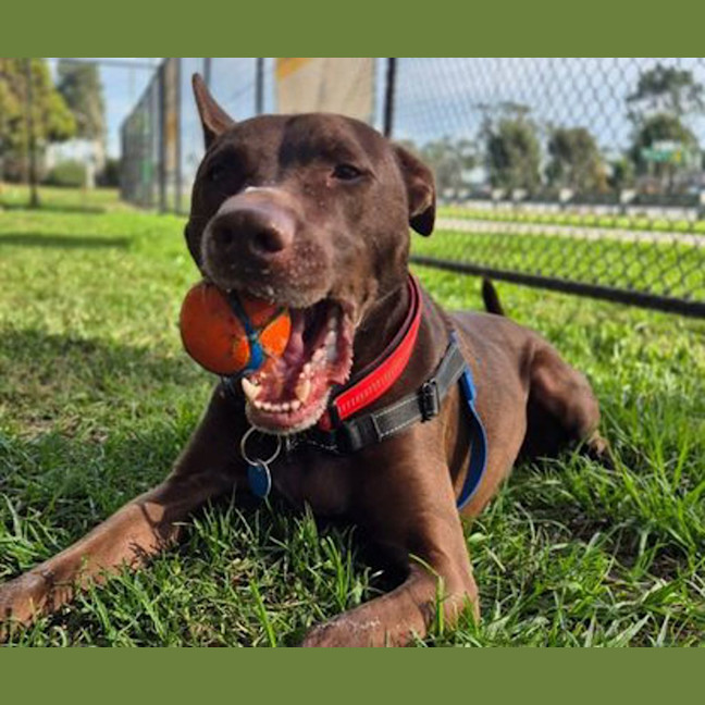 Photo of Apollo