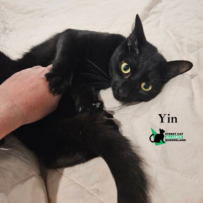 Photo of Yin