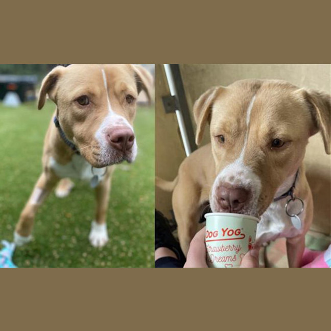 Photo of Honey
