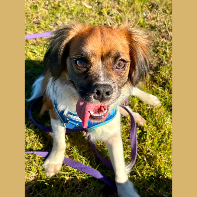 Photo of Chip