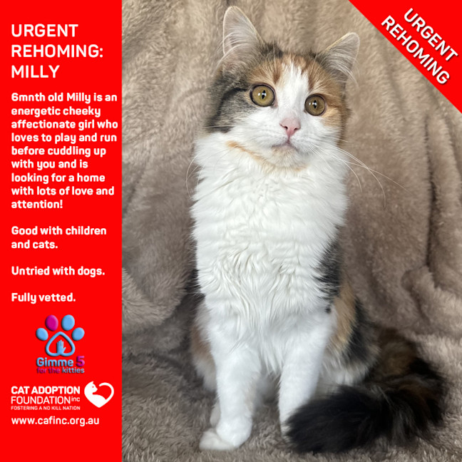 Photo of Milly Private Rehoming No Charge!