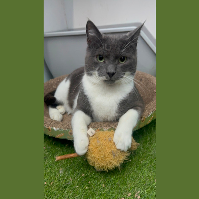 Photo of Christian Grey