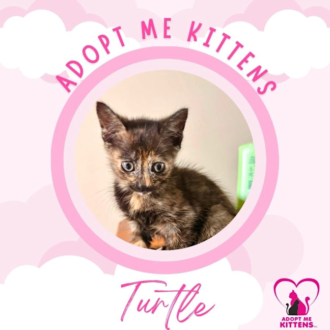 Photo of Turtle