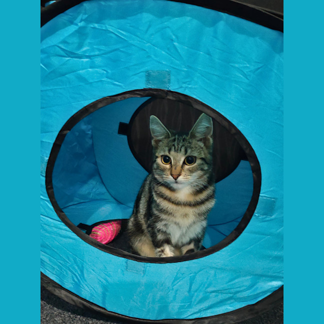 Photo of Aria