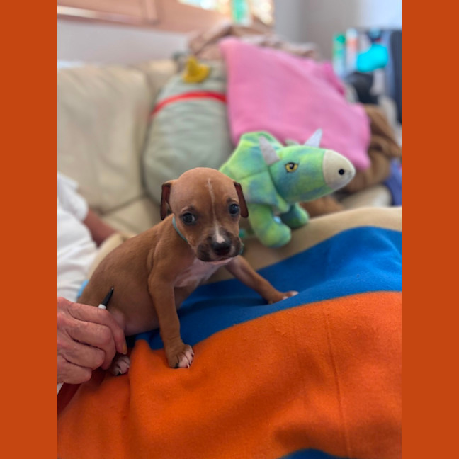Photo of Buddy