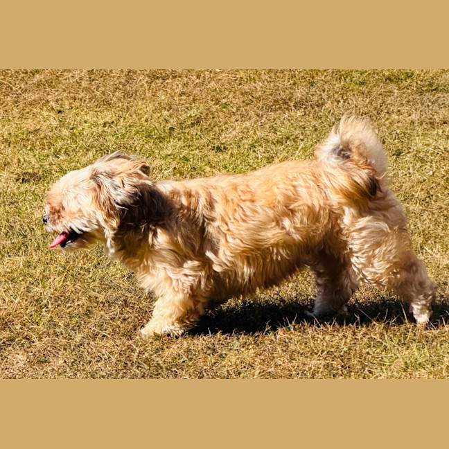 Photo of Maggie   4 Year Old Shih Tzu X