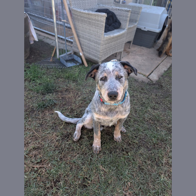 Photo of Bluey 