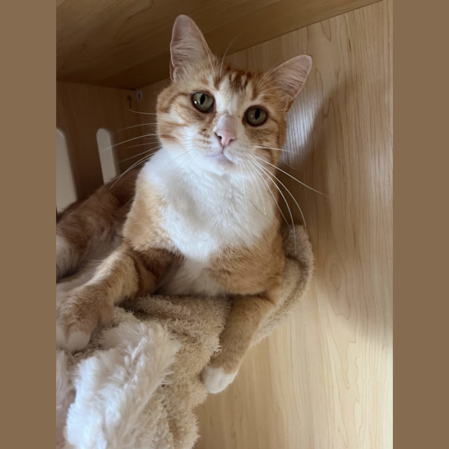 Photo of Tiger   Available Pet Quarters Morisset