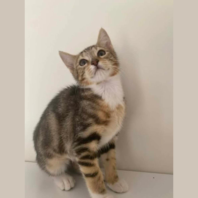 Photo of Tessie