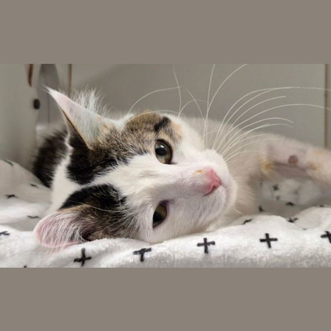 Photo of Snowy