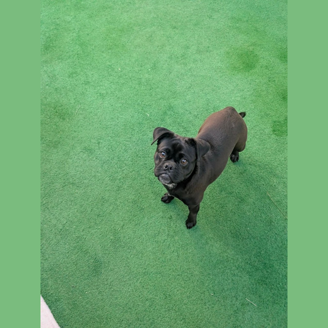Photo of Willow