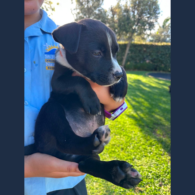 Photo of Banjo