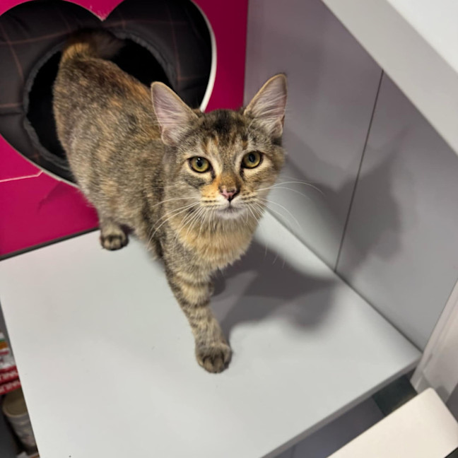 Photo of Piper