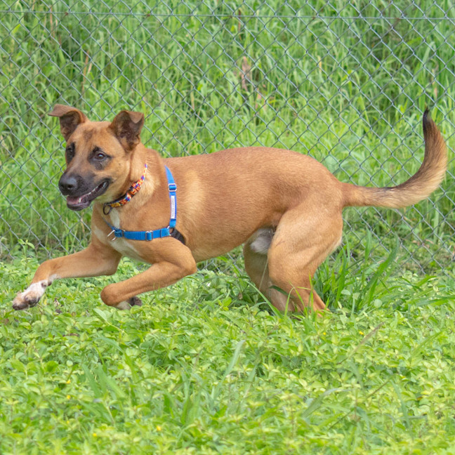 Photo of Roscoe
