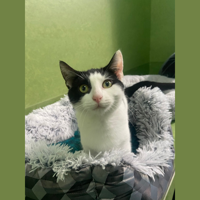 Photo of Stuart (Bonded To Remy)