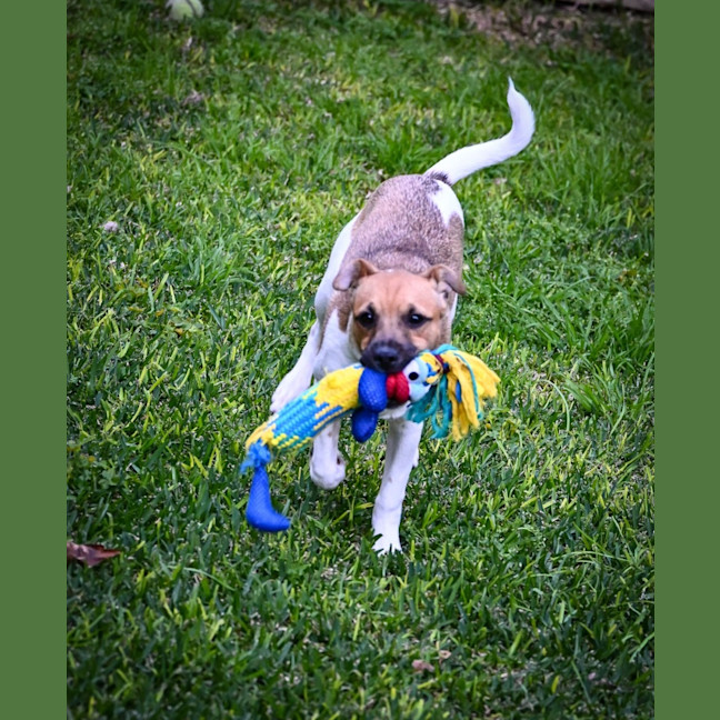 Photo of Cookie