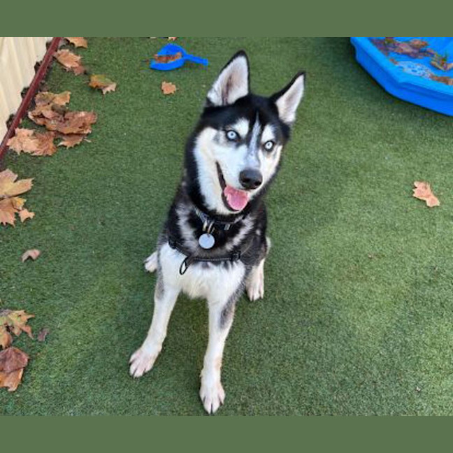 Photo of Axel