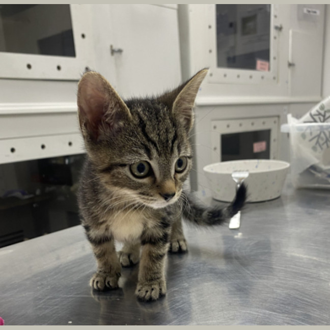 Photo of Bolt – Ringworm Special $49