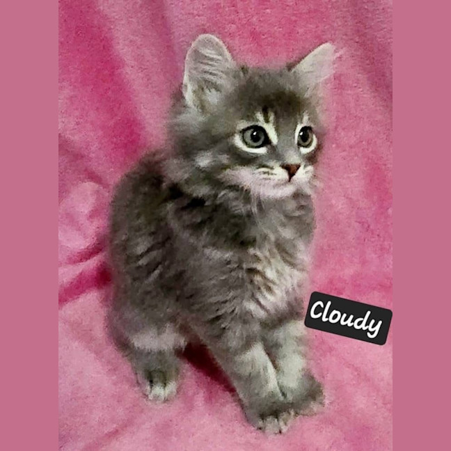 Photo of Cloudy