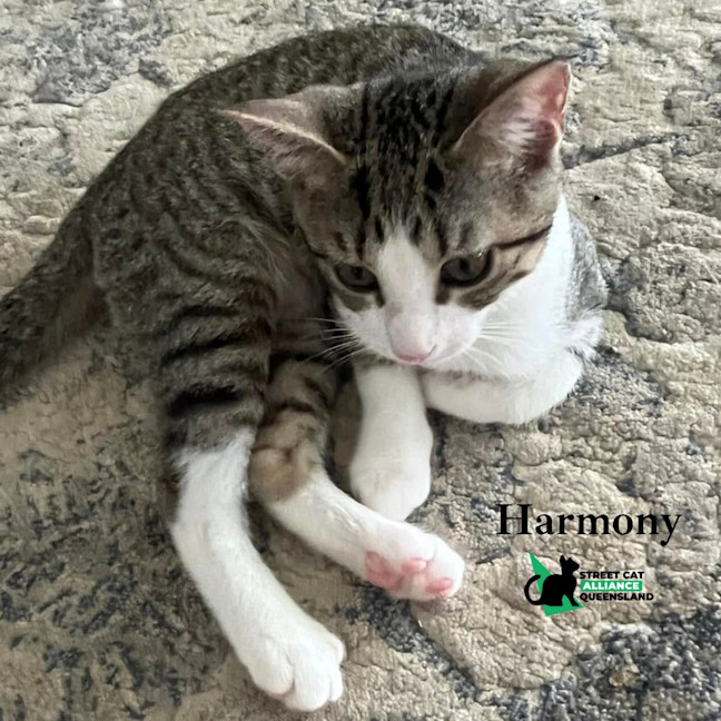 Photo of Harmony