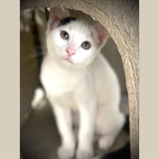 Photo of Stella