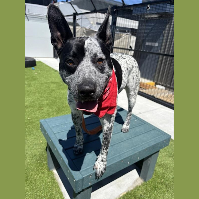 Photo of Buddy