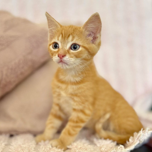 Photo of Harry   In Foster Care In Croydon