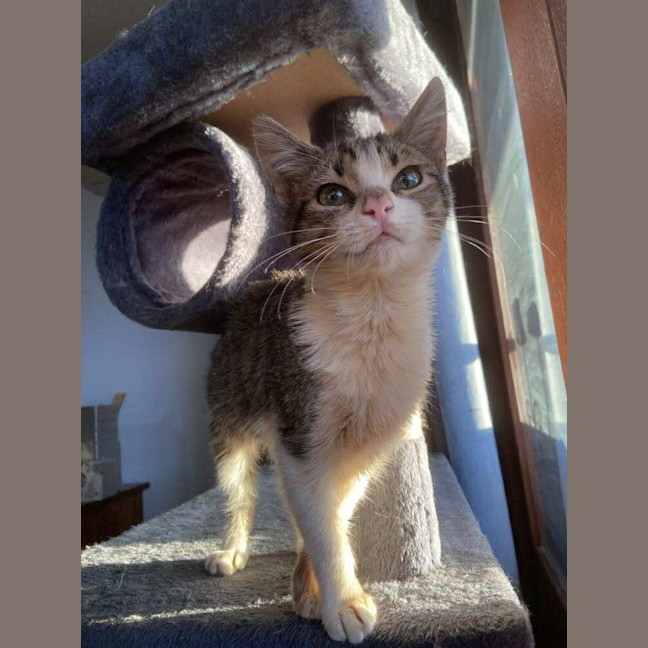 Photo of Pancake