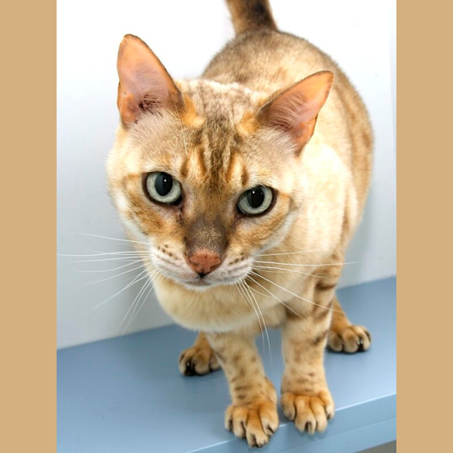 Photo of Flame