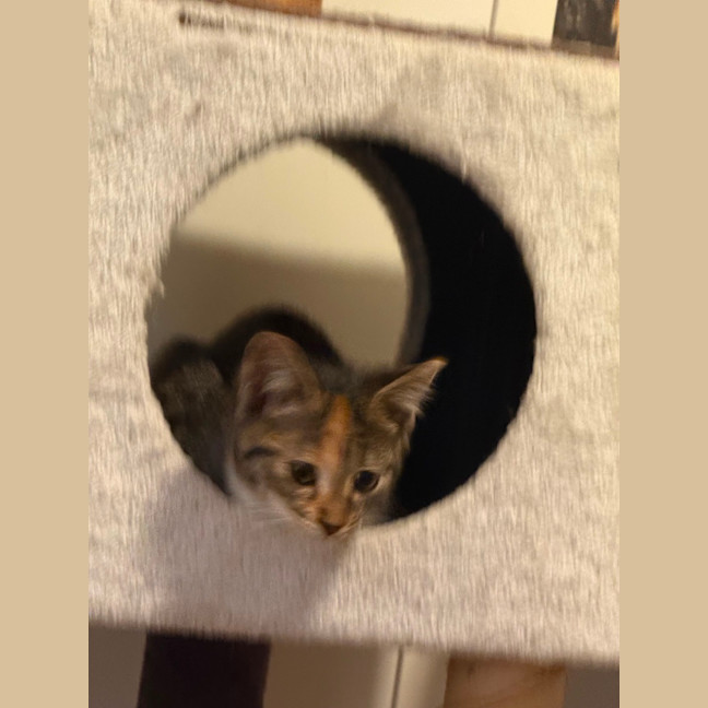 Photo of Skye
