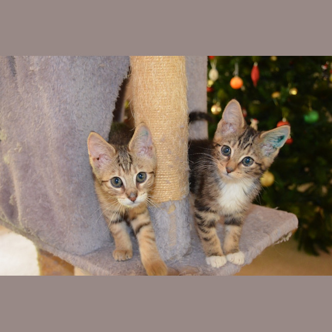 Photo of Piper (Was Penny) / Zelda (Was Molly)